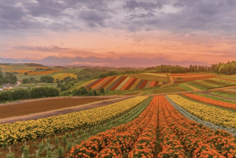 From Sapporo : Hokkaido Furano Tomita Farm Joiner Tour - What’s Included and What’s Not