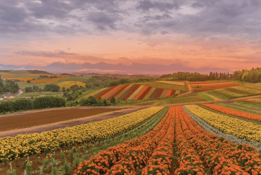 From Sapporo : Hokkaido Furano Tomita Farm Joiner Tour - What’s Included and What’s Not