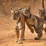 From Sariska: Official Tiger Safari in Open Jeep with Guide - Final Verdict: Is It Worth It?