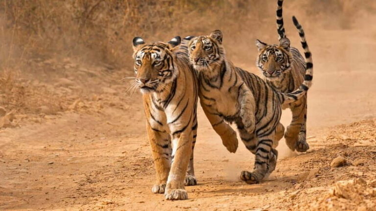 From Sariska: Official Tiger Safari in Open Jeep with Guide - Final Verdict: Is It Worth It?