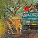 From Sawai Madhopur: Ranthambore National Park Jeep Safari - An Honest Breakdown of the Safari Experience