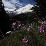 From Seattle: Private Tour to Mt. Rainier - Final Thoughts: Is This Tour Worth It?