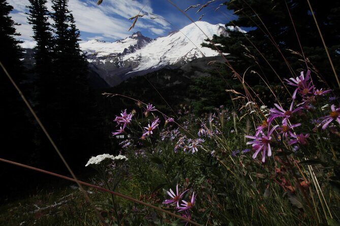 From Seattle: Private Tour to Mt. Rainier - Final Thoughts: Is This Tour Worth It?