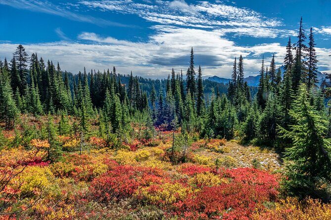 From Seattle:Hiking in Mount Rainier Private Tour - What to Expect at Each Stop
