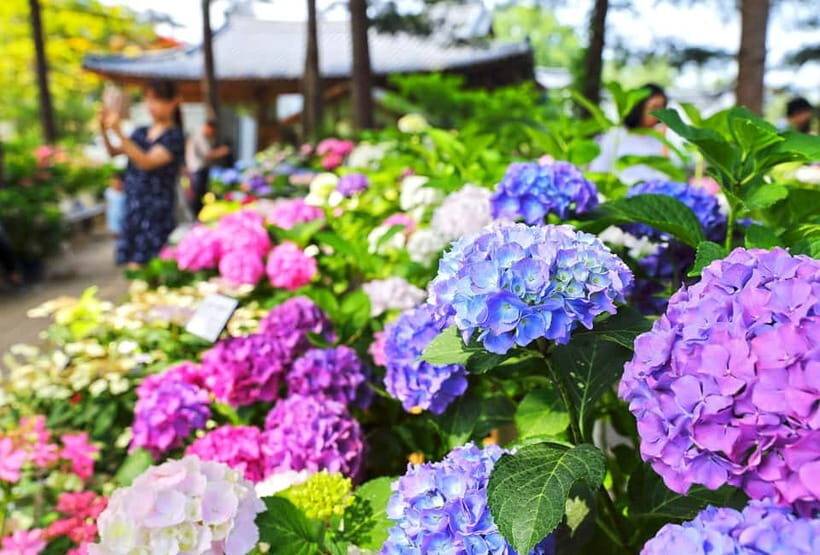 From Seoul: Begonia Bird Park, Rail Bike and Garden Tour