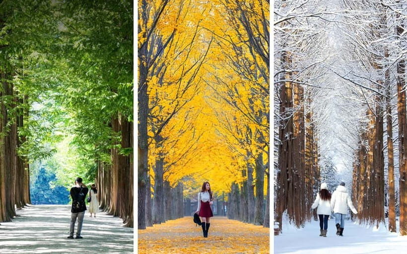 From Seoul: Seoraksan National Park and Nami Island Day Trip - Nami Island: A Sculptural Sanctuary of Trees and Art