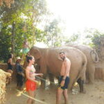 From Siem Reap: Elephant Sanctuary Experience with Transfers - What Does the Itinerary Look Like?