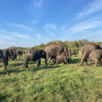 From Sigiriya/Habarana: Minneriya National Park Safari - Who Should Consider This Tour?