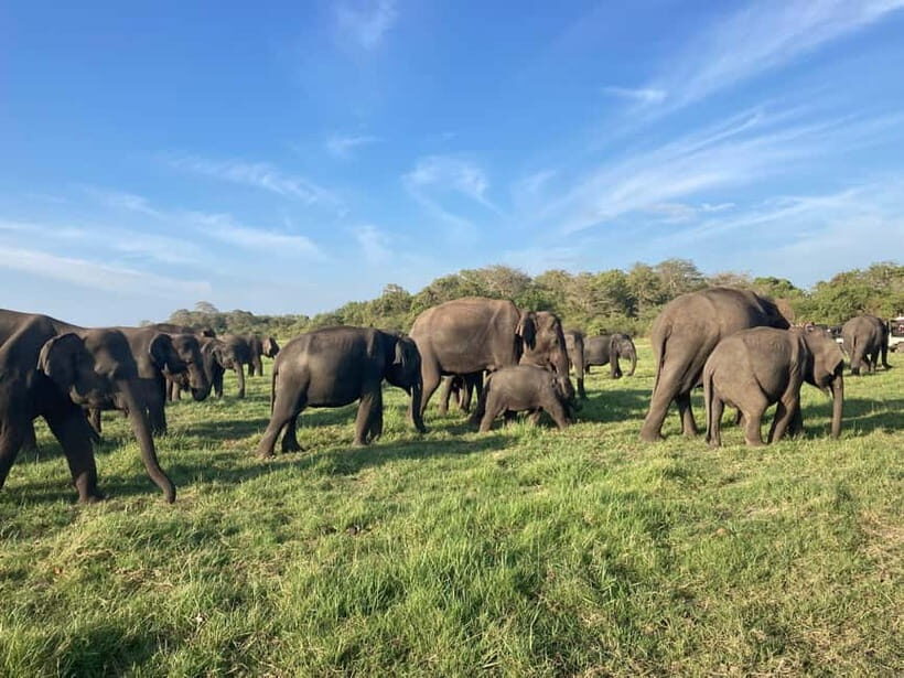 From Sigiriya/Habarana: Minneriya National Park Safari - Who Should Consider This Tour?