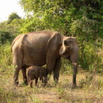 From Sigiriya : Hurulu Eco Park Safari : All Inclusive - The Experience in Detail