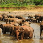 From Sigiriya: Kandy Trip with Elephant Orphanage Pinnawala - Frequently Asked Questions (FAQs)