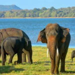 From Sigiriya : Kaudulla National Park Elephant Jeep Safari - FAQ