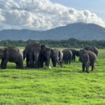 From Sigiriya: Kaudulla National Park Half-Day Jeep Safari - FAQs