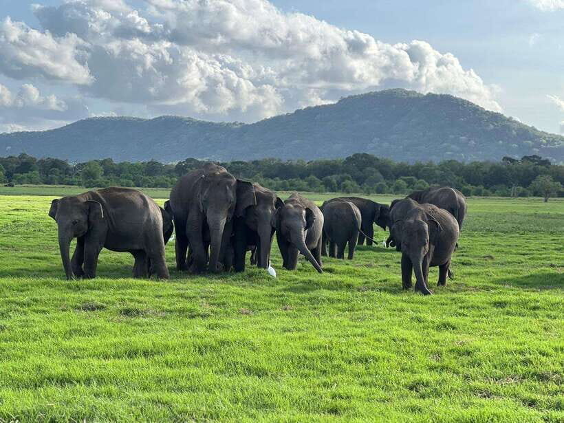 From Sigiriya: Kaudulla National Park Half-Day Jeep Safari - FAQs
