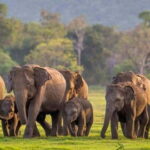 From Sigiriya: Minneriya National Park Elephant Safari - An In-Depth Look at the Minneriya National Park Safari