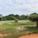 From Sigiriya: Private 4X4 Safari to Where the Elephants Are - An Honest Look at the Experience
