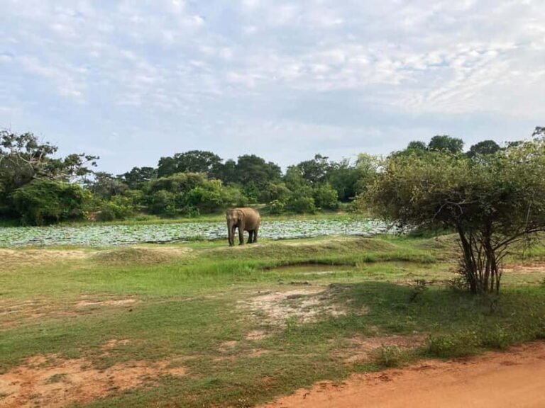 From Sigiriya: Private 4X4 Safari to Where the Elephants Are - An Honest Look at the Experience