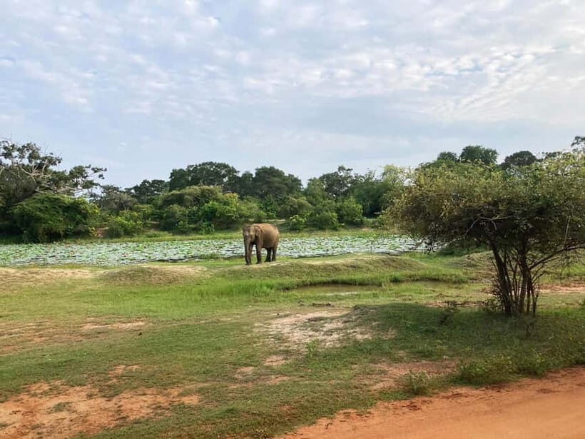 From Sigiriya: Private 4X4 Safari to Where the Elephants Are - An Honest Look at the Experience