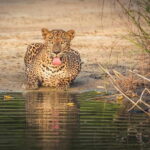 From Sigiriya: Wilpattu National Park Private Jeep Safari - Why This Tour Delivers Value