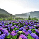 From Taipei: Yangmingshan, Yehliu, Jiufen & Shifen Private Tour - What the Tour Means for You