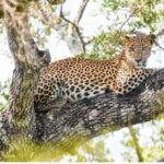 From Tangalle: All Inclusive Half Day Safari in Yala-Private - A Closer Look at the Safari Experience