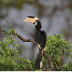 From Tangalle: All Inclusive Safari at Lunugamvehera Park - Final Thoughts: Who Is This Safari For?