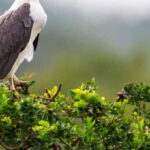 From Tangalle/Hiriketiya: Shuttle to Ella with Yala Safari - What to Know Before Booking