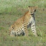 From Tangalle / Hiriketiya - Yala Safari - Drop-off : Ella - Who Is This Tour Best For?