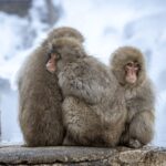 From Tokyo: Nagano, Monkeys, Zenkoji Temple Private Day Trip - Who Is This Tour Best For?