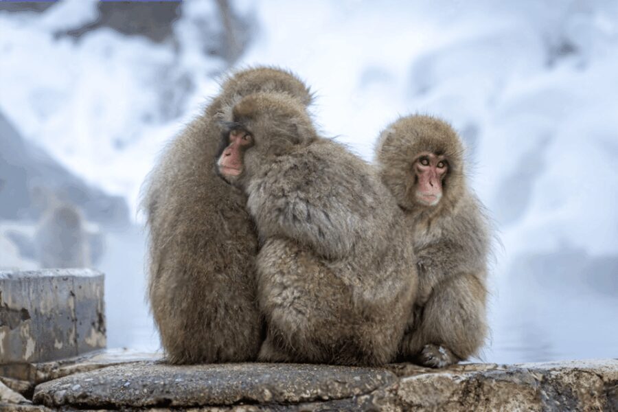 From Tokyo: Nagano, Monkeys, Zenkoji Temple Private Day Trip - Who Is This Tour Best For?