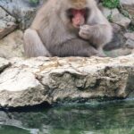 From Tokyo: Nagano Snow Monkey Park Tour With English Driver - A Deep Dive into the Nagano Snow Monkey Park Tour