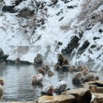 From Tokyo: Nagano Snow Monkey Park Zenkoji Temple Day Trip - Why This Tour Offers Excellent Value