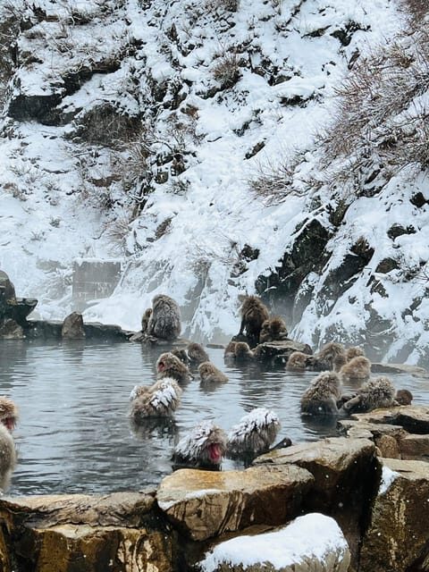 From Tokyo: Nagano Snow Monkey Park Zenkoji Temple Day Trip - Why This Tour Offers Excellent Value
