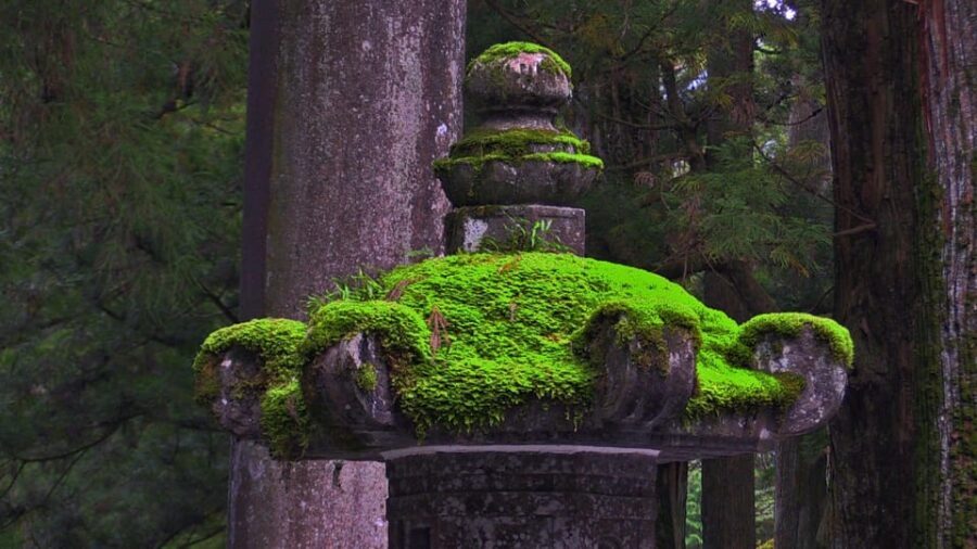From Tokyo: Nikko Full Day Private Sightseeing Tour - Who Will Love This Tour?