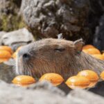 From Tokyo: Private Day Trip to Izu & Shimoda, Shizuoka - Exploring the Coastal Treasure of Shimoda and Izu