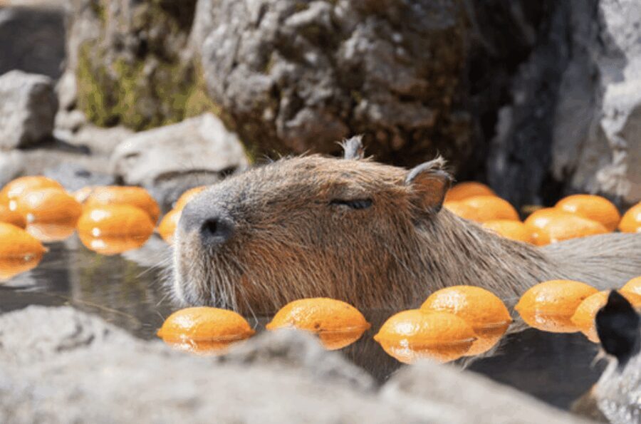 From Tokyo: Private Day Trip to Izu & Shimoda, Shizuoka - Exploring the Coastal Treasure of Shimoda and Izu