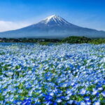 From Tokyo: Private Mount Fuji Day Trip by Car - FAQ
