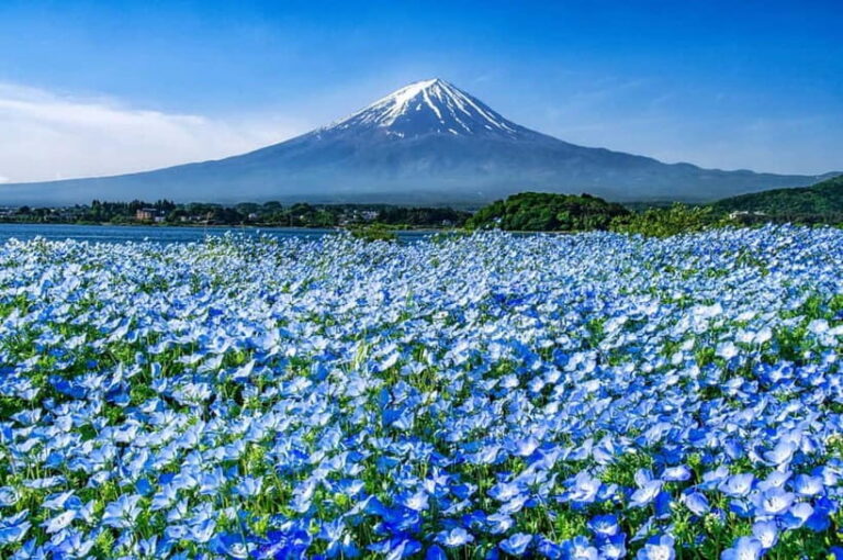 From Tokyo: Private Mount Fuji Day Trip by Car - FAQ
