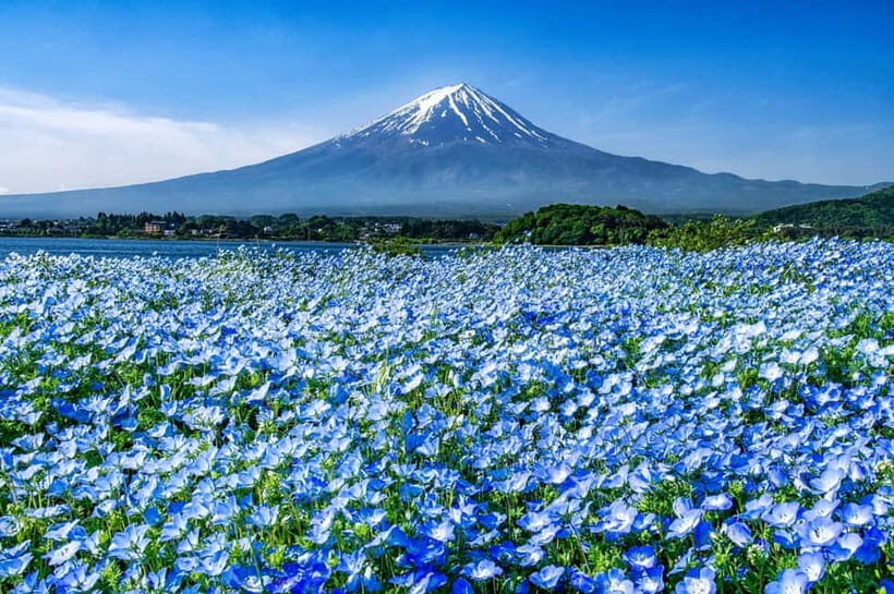 From Tokyo: Private Mount Fuji Day Trip by Car - FAQ