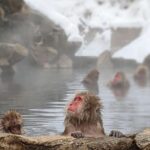 From Tokyo: Snow Monkey 1 Day Tour with Beef Sukiyaki Lunch - Exploring the Itinerary in Detail