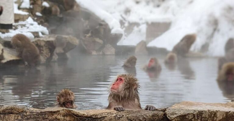 From Tokyo: Snow Monkey 1 Day Tour with Beef Sukiyaki Lunch - Exploring the Itinerary in Detail