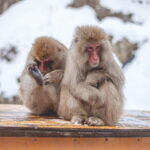 From Tokyo: Snow Monkeys and Zenkoji Temple Day Trip - What to Expect on This Day Trip