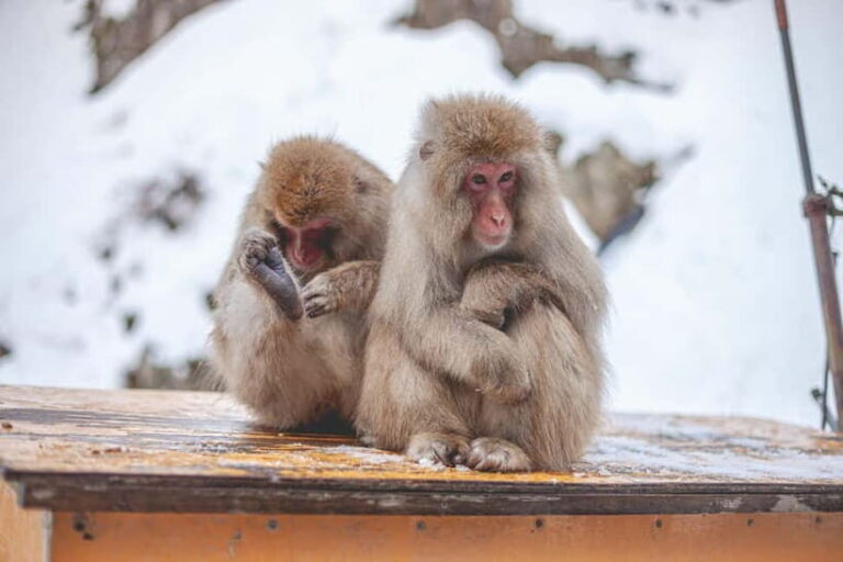From Tokyo: Snow Monkeys and Zenkoji Temple Day Trip - What to Expect on This Day Trip