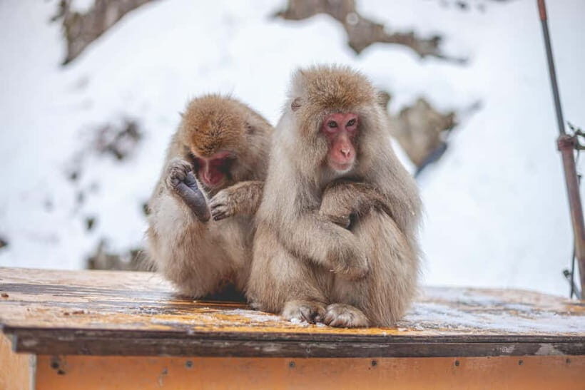 From Tokyo: Snow Monkeys and Zenkoji Temple Day Trip - What to Expect on This Day Trip