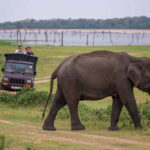 From Trincomalee: Elephant Safari at Minneriya or Kaudulla - The Practical Details
