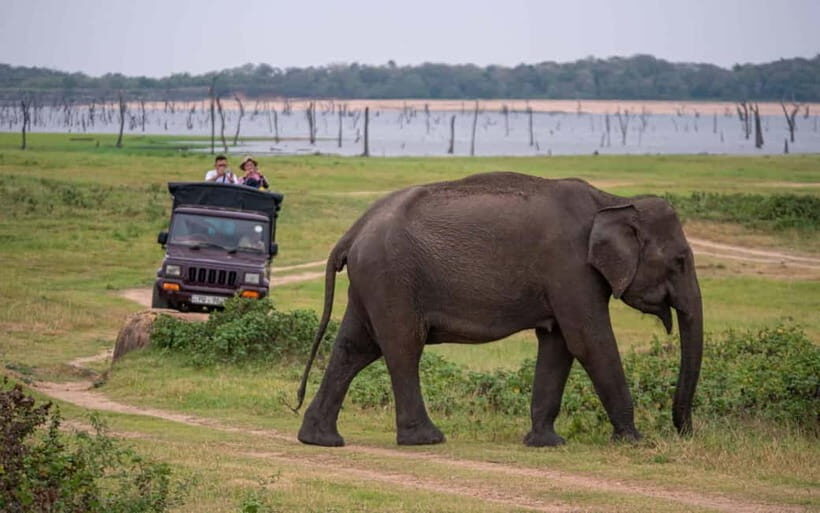 From Trincomalee: Elephant Safari at Minneriya or Kaudulla - The Practical Details