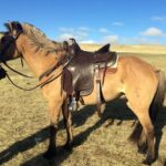 From Ulaanbaatar: Day Trip to Hustai National Park - Final Thoughts: Is It Worth It?