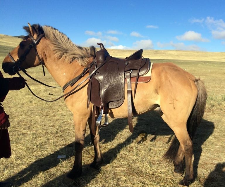 From Ulaanbaatar: Day Trip to Hustai National Park - Final Thoughts: Is It Worth It?