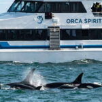 From Victoria: Whale Watching Trip on Covered Boat - The Sum Up