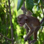 From:Mirissa/Galle/Hilkaduwa with Udawalawe safari - Who Should Consider This Tour?